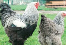 poule de race