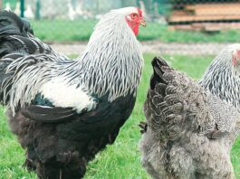 Sauvons les poules poule de race
