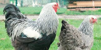 Sauvons les poules poule de race
