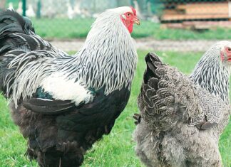 Sauvons les poules poule de race
