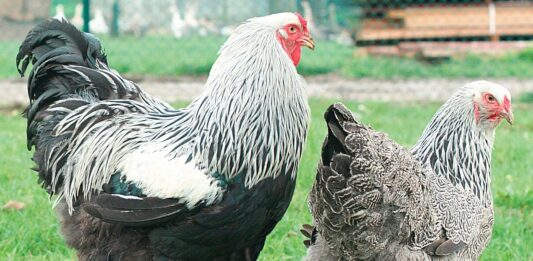 Sauvons les poules poule de race
