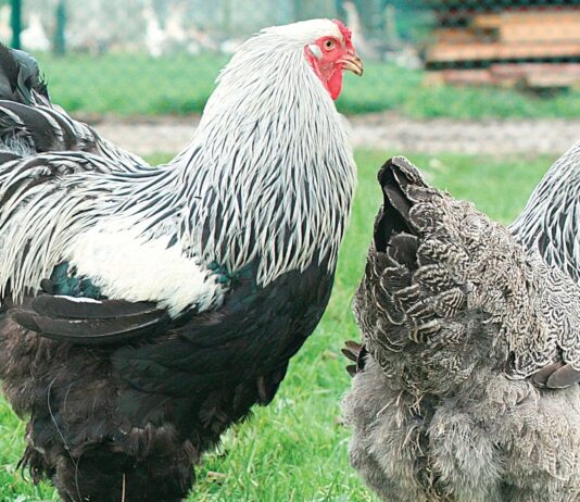 Sauvons les poules poule de race