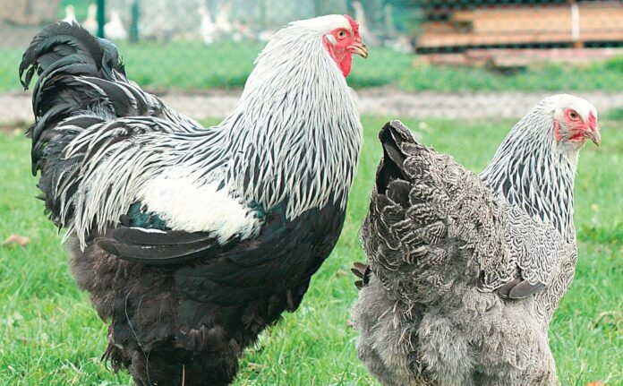brahma-perdrix-argentee-maillee-noire-coq-poule-de-race-grande-elevage-vente poule de race