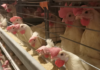 poulet elevage