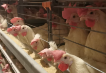 Les Français aiment le poulet, mais quel poulet ? poulet elevage