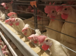 poulet elevage