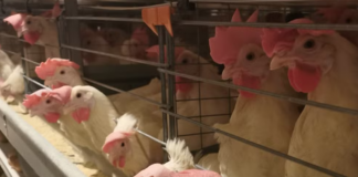 poulet elevage