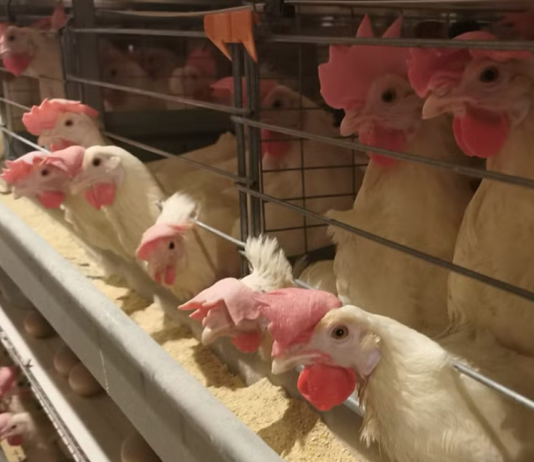 poulet elevage