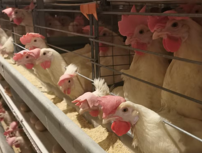poulet elevage